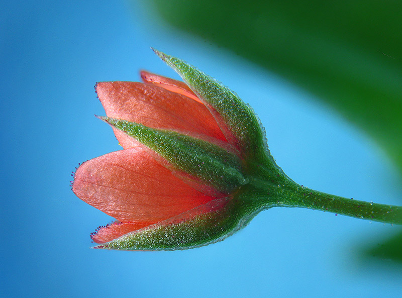 Lysimachia arvensis / Mordigallina
